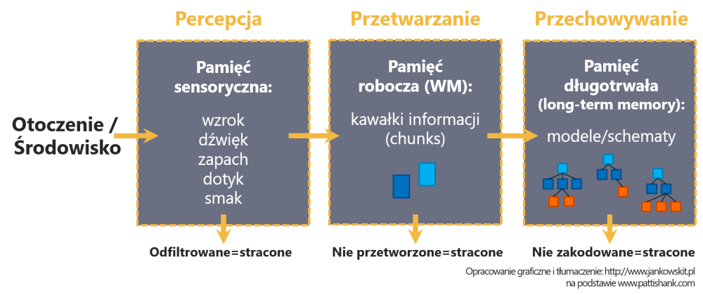 Pamięć sensoryczna, robocza, długoterminowa - Patti Shank